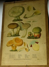Mérgező gombák (Giftige Schwämme) faliképsorozat 10. tábla